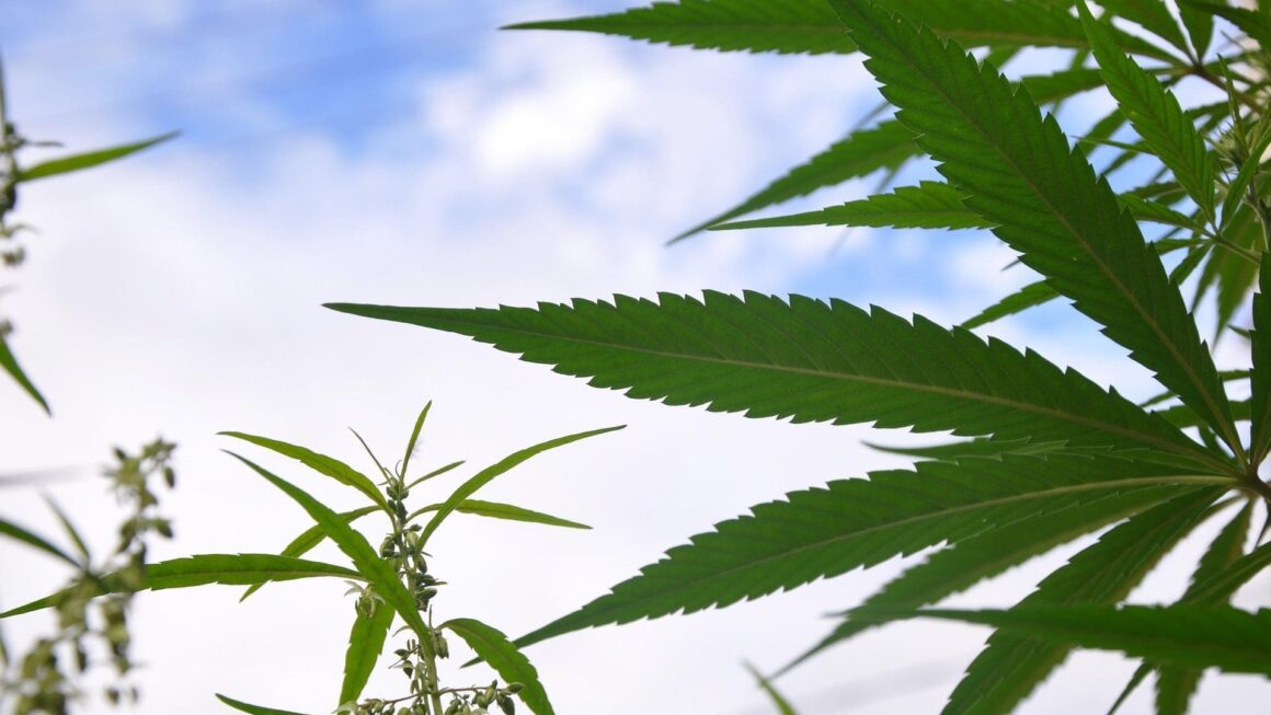 Cannabis consumers disappointed in Trump, poll shows (Newsletter: October 10, 2025)