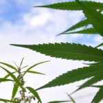 Cannabis consumers disappointed in Trump, poll shows (Newsletter: October 10, 2025)