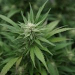 Cannabis rescheduling could boost banking bill, GOP senator says (Newsletter: September 30, 2025)