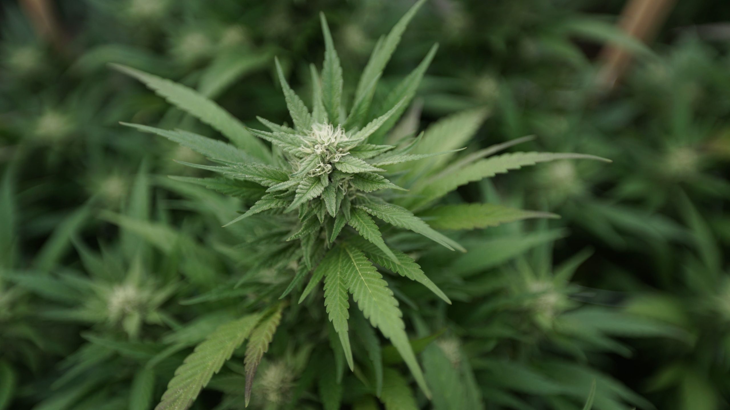 Cannabis rescheduling could boost banking bill, GOP senator says (Newsletter: September 30, 2025)