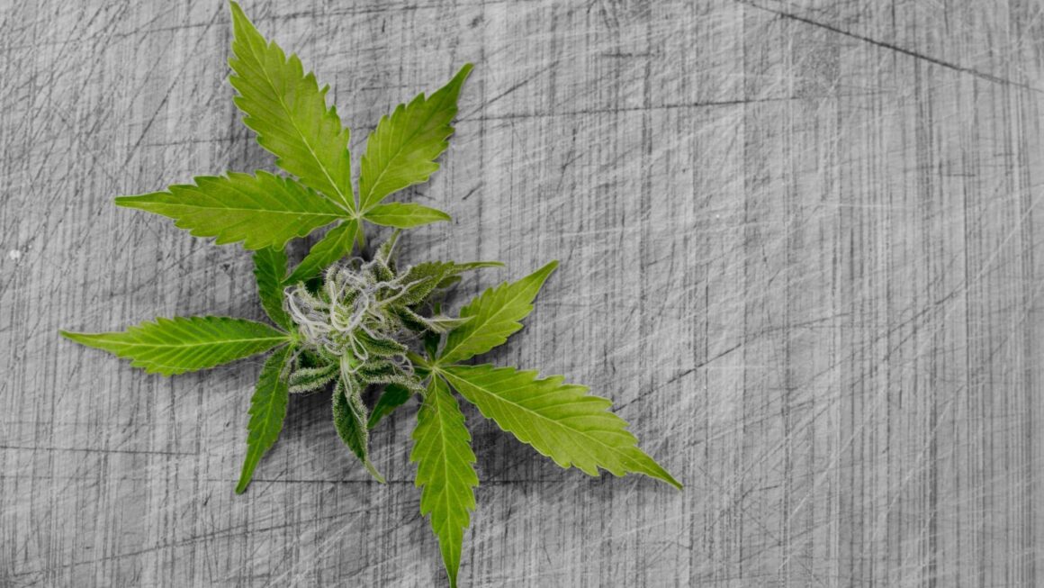 GOP senators talk cannabis consumers’ gun rights (Newsletter: October 14, 2025)