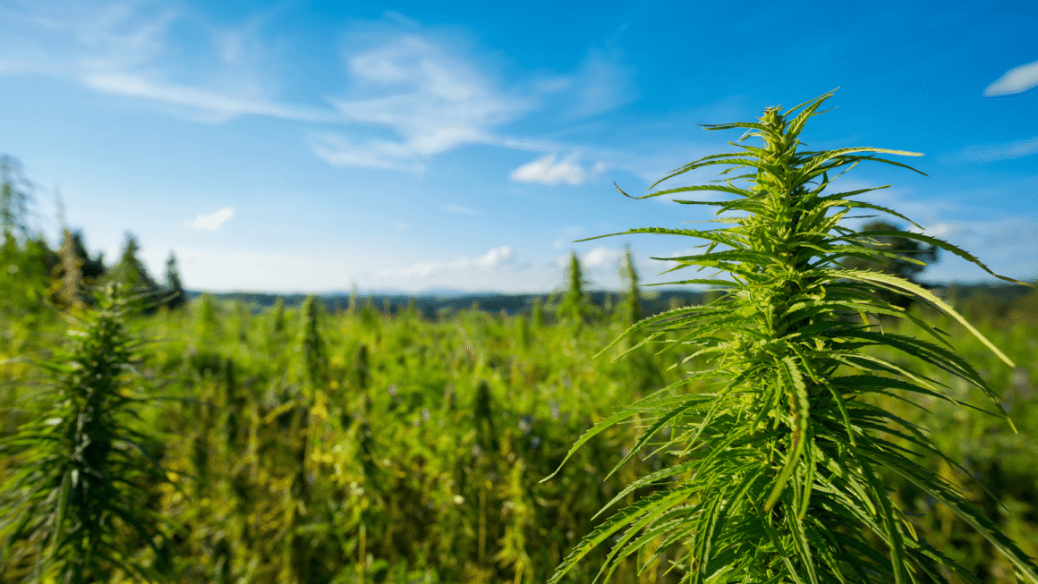 Kentucky Cultivator Harvests State’s First Medical Marijuana Crop As Governor Predicts Farmers Will ‘Grow A Whole Lot More’