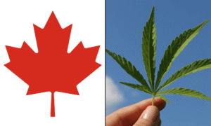 Majority Of Canadians View Marijuana Industry As 'Important' To Country's Economy, Poll Finds As Cannabis Use Rates Match Nicotine