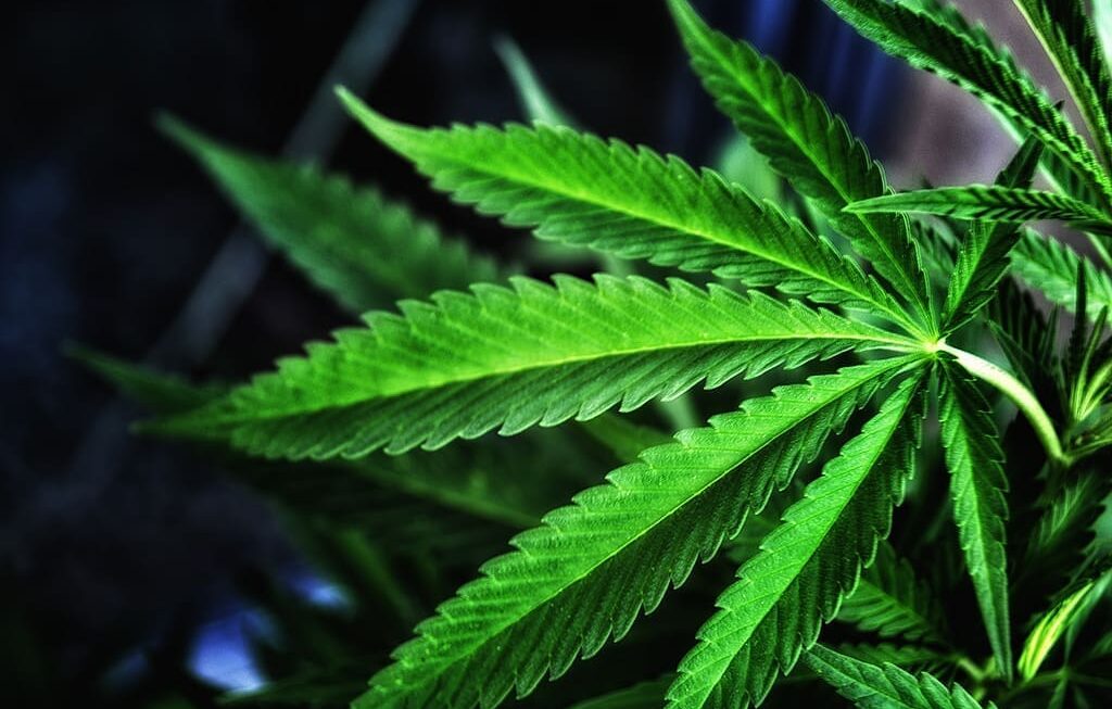 Nebraska Senator Files Formal Challenge To Restrictive Medical Marijuana Rules Signed By Governor