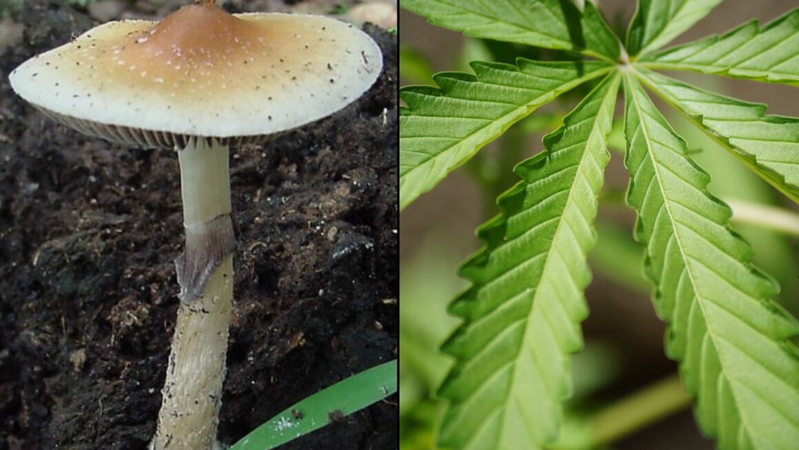New Hampshire Lawmakers Announce Plans For Marijuana, Psychedelics And Hemp Bills For 2026 Session