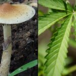 New Hampshire Lawmakers Announce Plans For Marijuana, Psychedelics And Hemp Bills For 2026 Session
