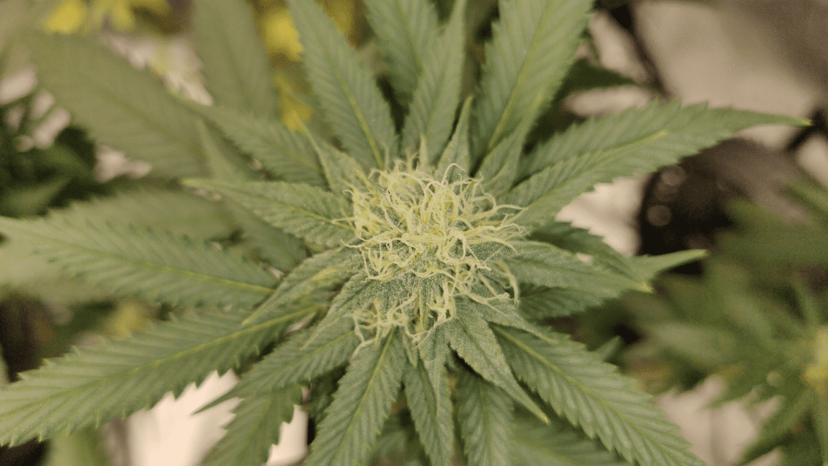 Ohio Lawmakers Advance Bill To Scale Back Voter-Approved Marijuana Law And Impose Hemp Regulations