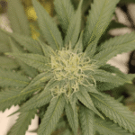 Ohio Lawmakers Advance Bill To Scale Back Voter-Approved Marijuana Law And Impose Hemp Regulations