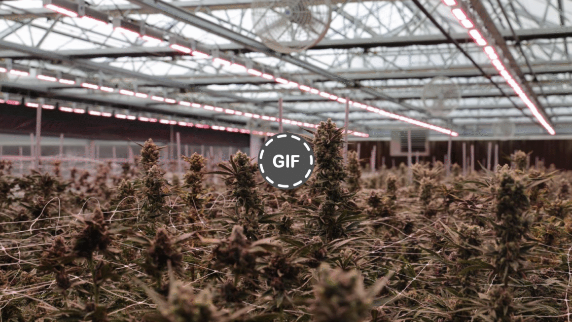 The Rise of Mixed-Light Cannabis: Indoor Quality, Outdoor Prices