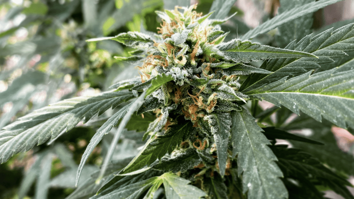 Cannabis rescheduling review still "ongoing," White House says (Newsletter: November 14, 2025)