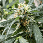 Cannabis rescheduling review still "ongoing," White House says (Newsletter: November 14, 2025)