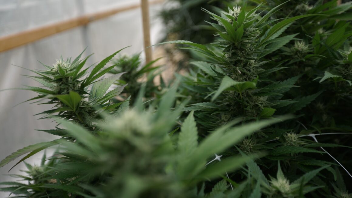 Congresswoman demands DOJ explain cannabis enforcement change (Newsletter: November 24, 2025)