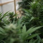 Congresswoman demands DOJ explain cannabis enforcement change (Newsletter: November 24, 2025)