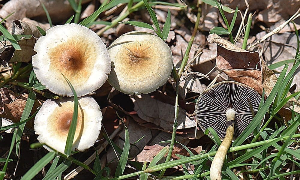 DEA Moves To Boost Production Of Psychedelics To Explore Therapeutic Potential For PTSD And Depression