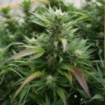 DEA promotes ad warning of cannabis laced with fentanyl (Newsletter: October 31, 2025)