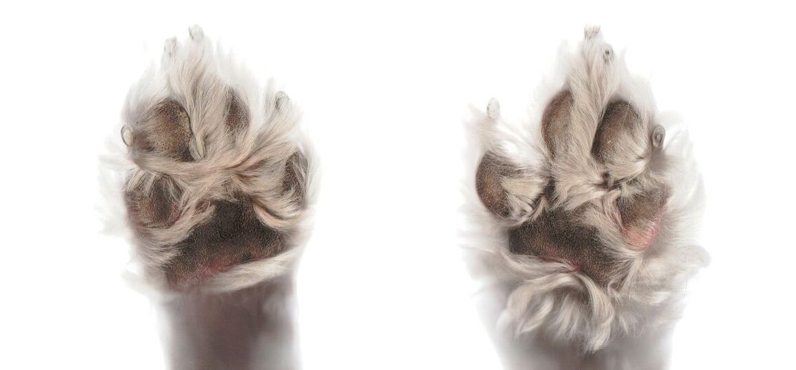 How Cannabis and Mushrooms Are Helping Dogs Fight Dementia