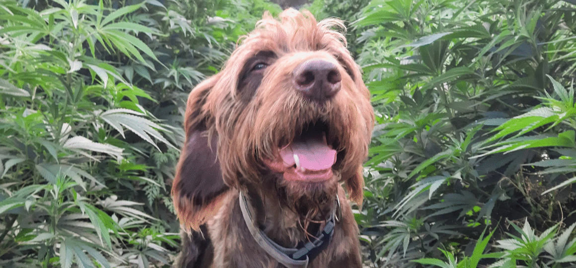 How One Dog Led a Family Farm to Grow Hemp