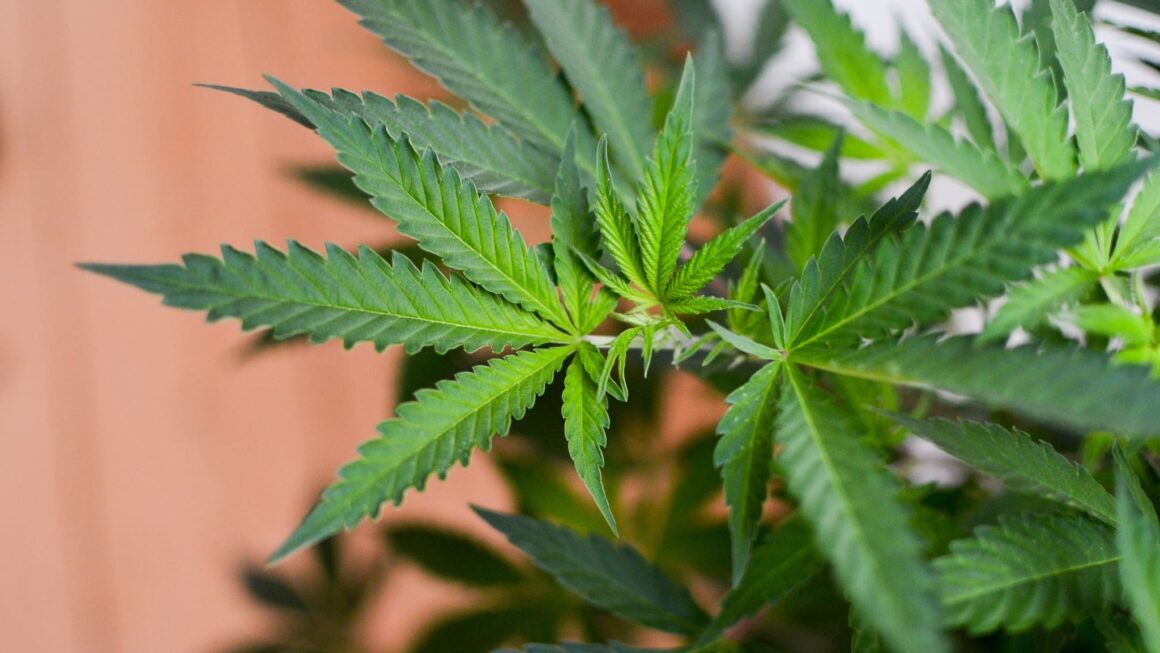 Libertarian Think Tank Urges Supreme Court To Hear Marijuana Case And Restore ‘Foundational’ Constitutional Principle