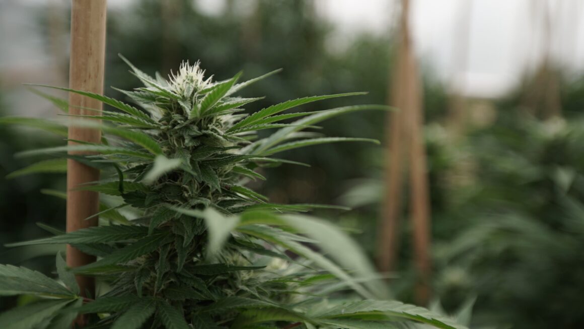 Marijuana Industry Consultant Wins $3 Million Award From Jury Over Injury From Lab Accident