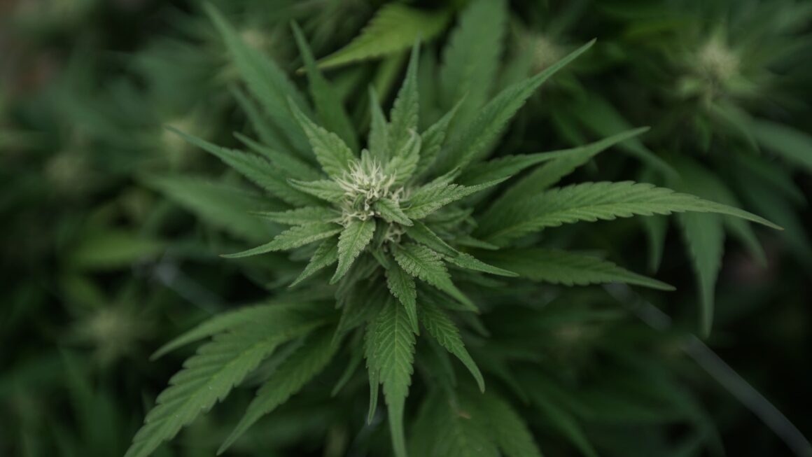 Massachusetts Attorney General’s Office Is Receiving Complaints About Anti-Marijuana Initiative Petitioners’ Tactics