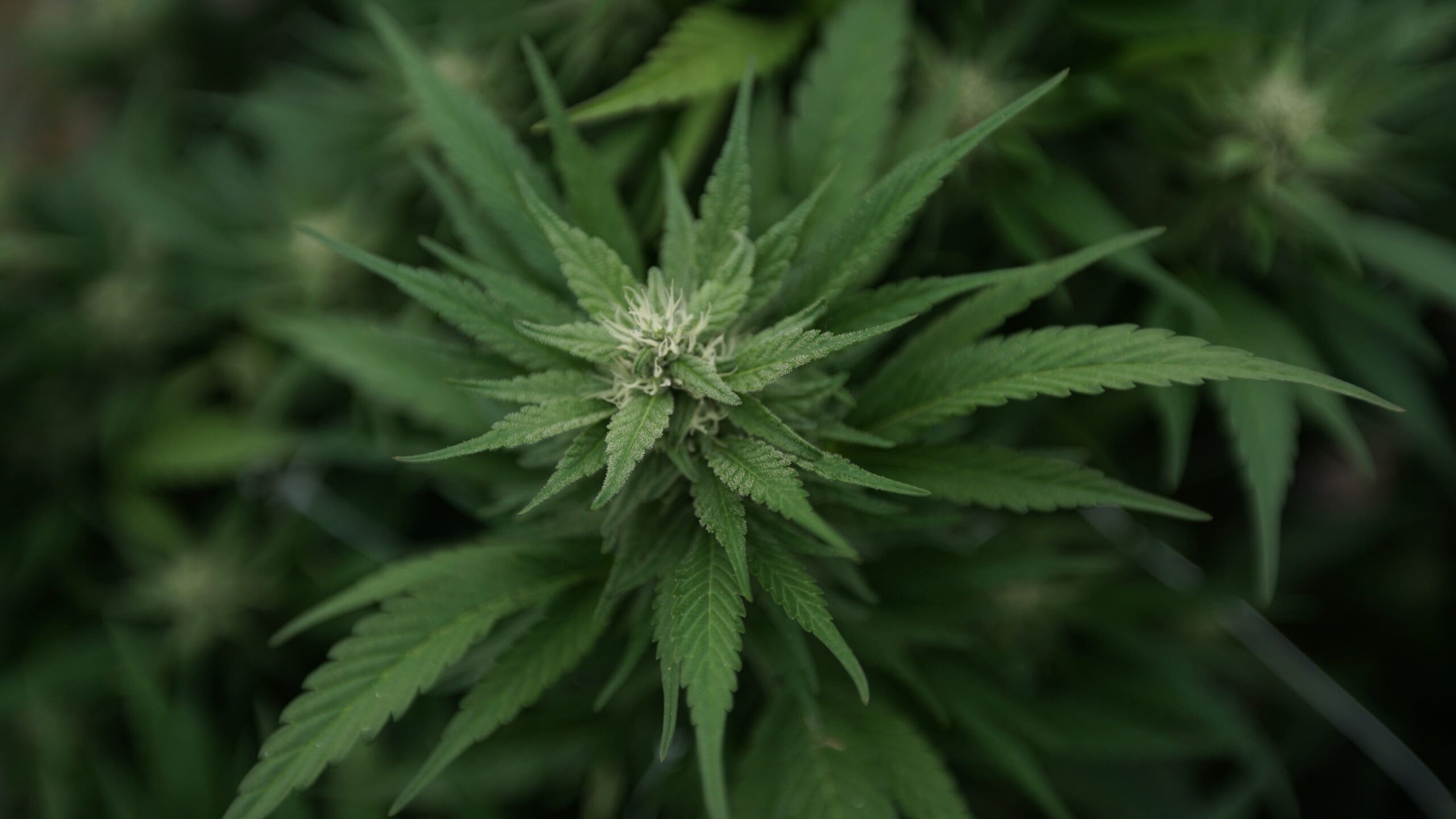 Massachusetts Attorney General’s Office Is Receiving Complaints About Anti-Marijuana Initiative Petitioners’ Tactics