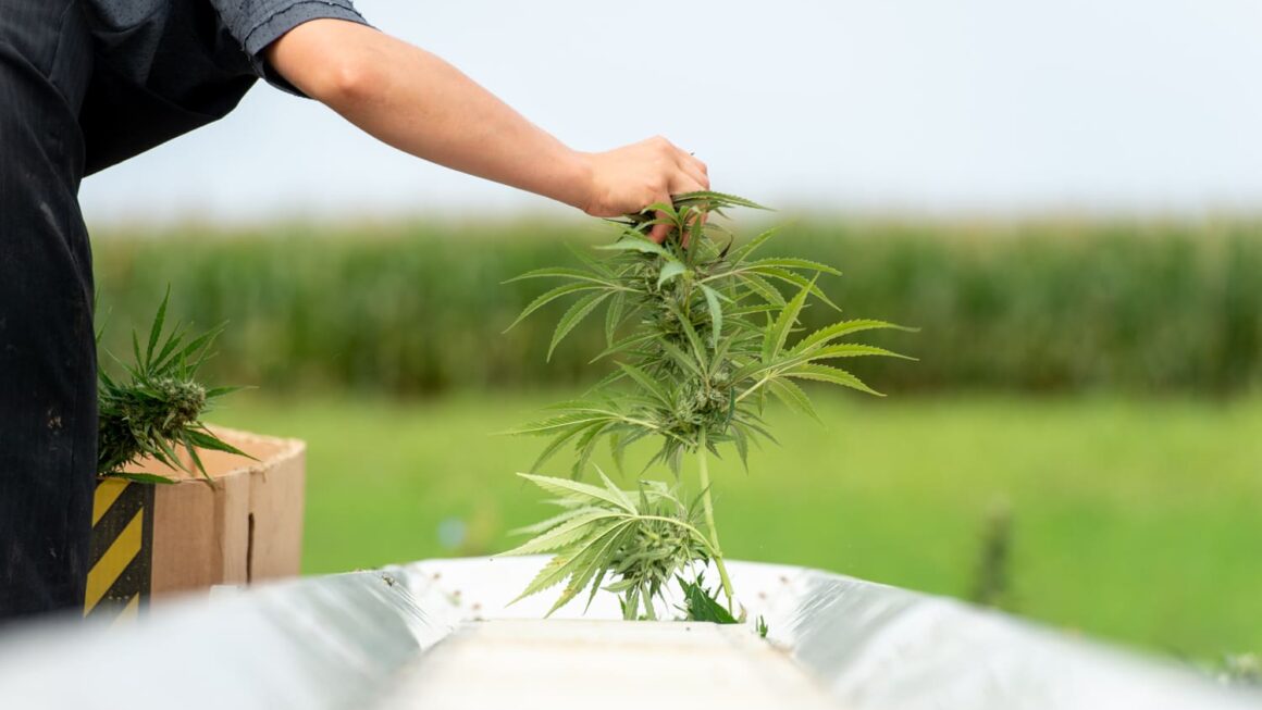 New congressional deal bans hemp products (Newsletter: November 10, 2025)