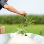 New congressional deal bans hemp products (Newsletter: November 10, 2025)