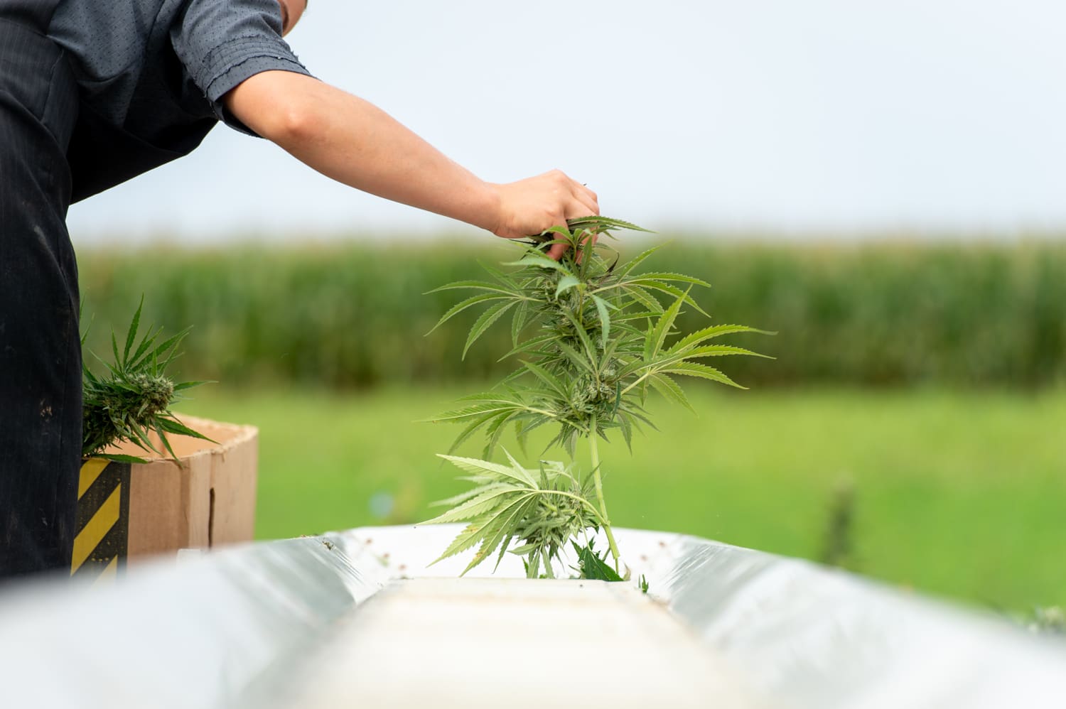 Alabama Regulators Approve Hemp Product Rule Despite Opposition From Key Lawmaker