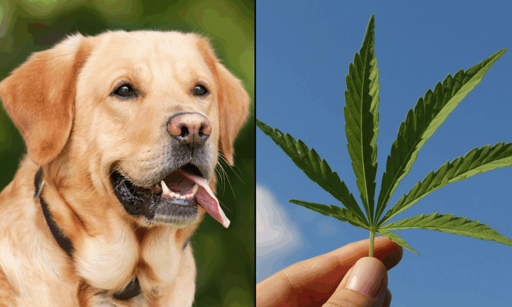 Pets Will ‘Suffer Needlessly’ If Federal Hemp Ban Takes Effect And Limits CBD Access, Veterinarian Says