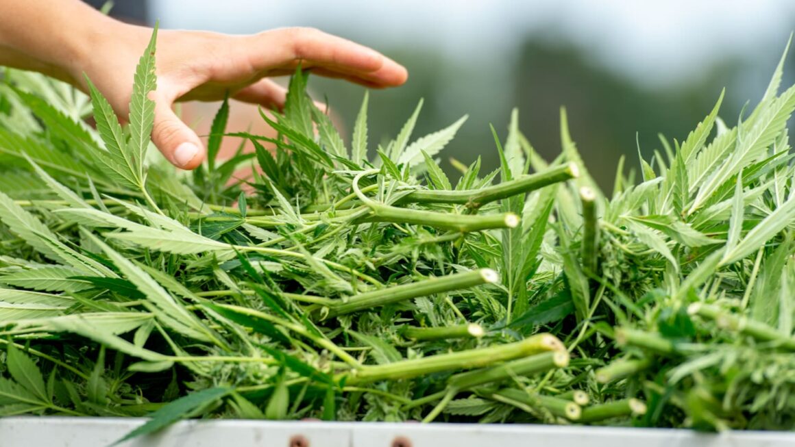 Colorado Governor Slams GOP Over Federal Hemp THC Ban That Will ‘Stifle Growth And Innovation’