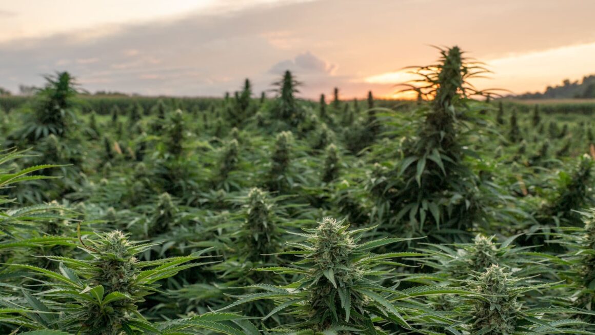 Senate rejects amendment to protect hemp products’ legality (Newsletter: November 11, 2025)