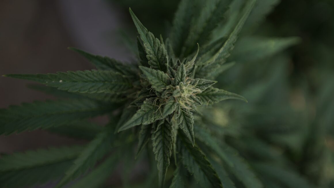 South Dakota Legislative Panel Recommends Tighter Regulations On Medical Marijuana And Hemp Products