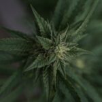 South Dakota Legislative Panel Recommends Tighter Regulations On Medical Marijuana And Hemp Products