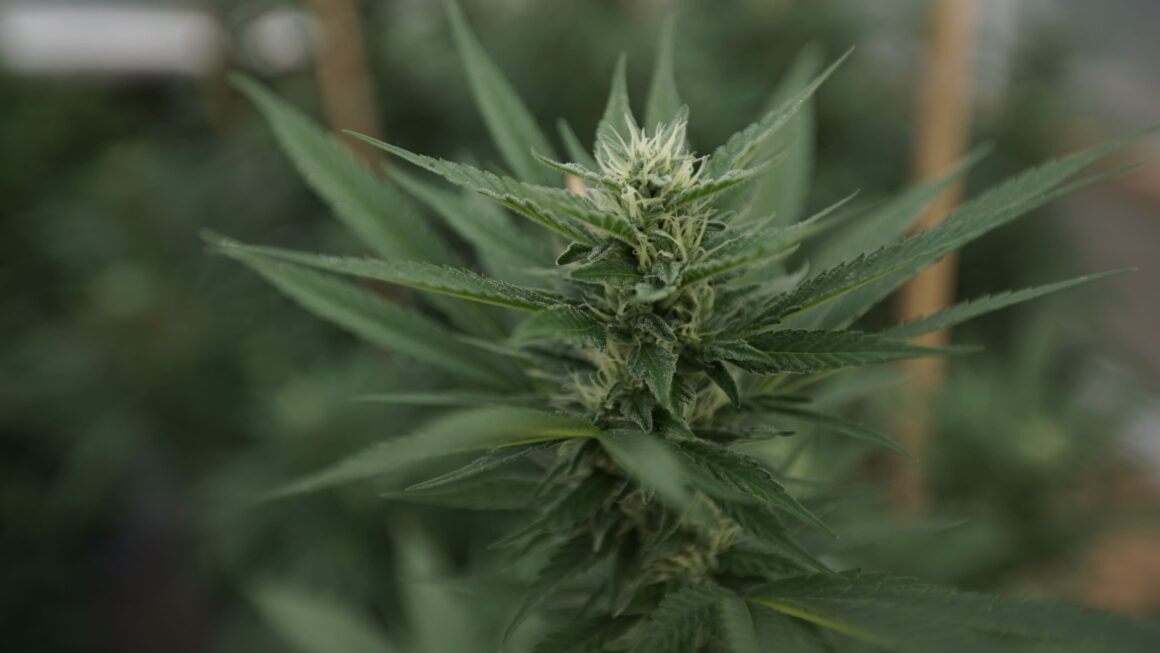 Trump admin declines to file cannabis brief at SCOTUS (Newsletter: November 19, 2025)