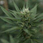 Trump admin declines to file cannabis brief at SCOTUS (Newsletter: November 19, 2025)