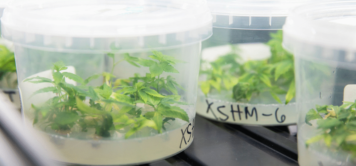 What Happens When a Cannabis Giant Absorbs a Cult Nursery? ‘If We’d Stayed Independent, We Might Not Be Here At All’