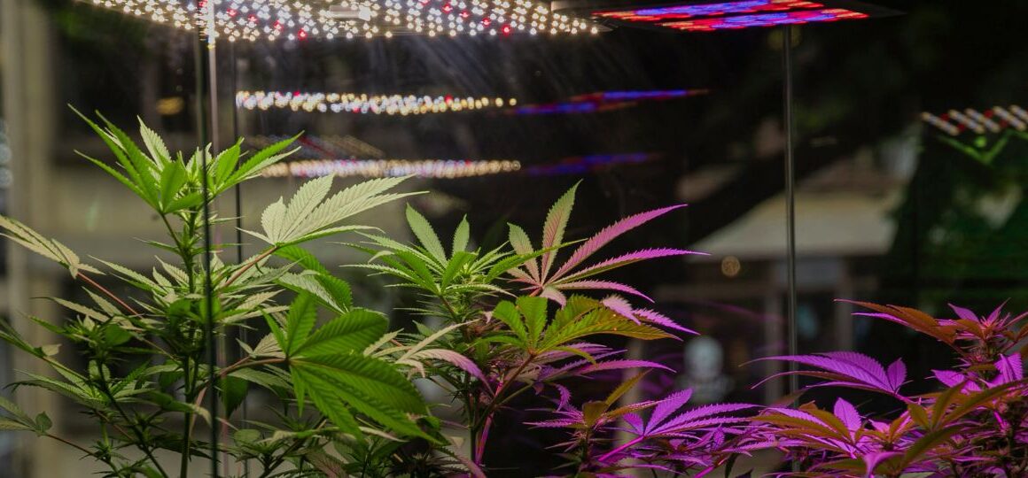 Can I Even Grow? A Guide for the Aspiring Home Cultivator