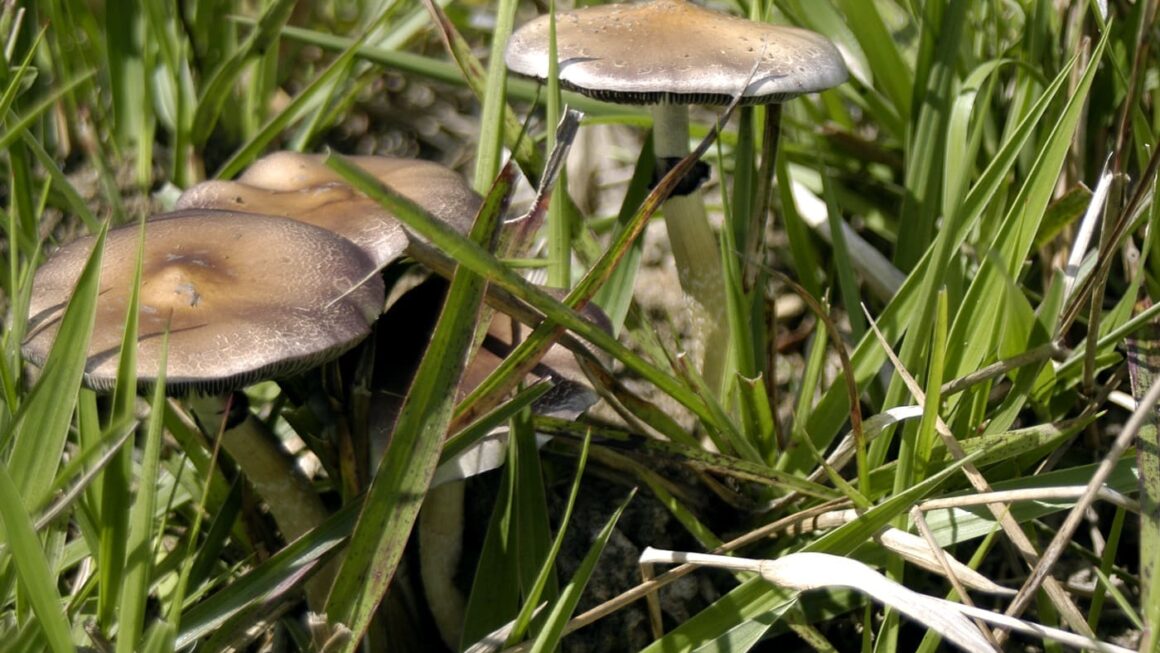 Massachusetts Lawmakers Vote To Legalize Psilocybin And Establish Framework For Therapeutic Access