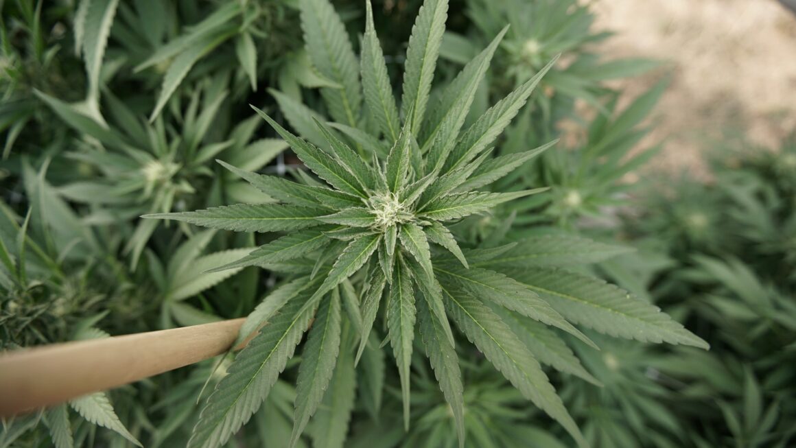 Trump cannabis order could touch banking & CBD Medicare coverage (Newsletter: December 18, 2025)