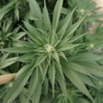 Trump cannabis order could touch banking & CBD Medicare coverage (Newsletter: December 18, 2025)