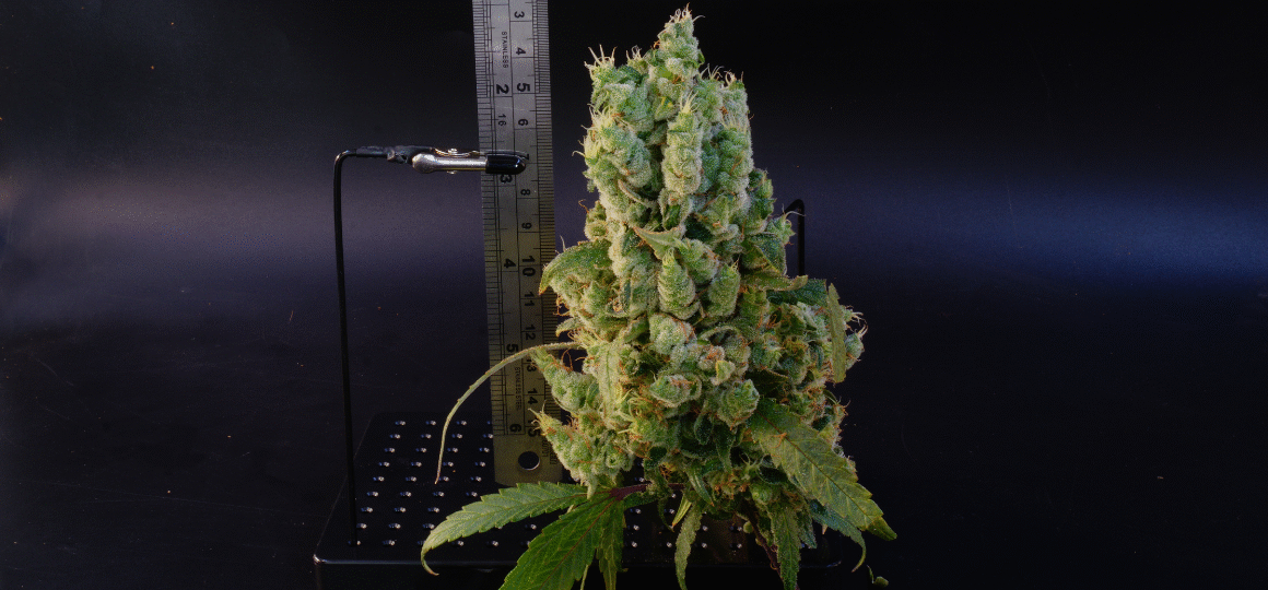 Fuck 12/12: Inside the Supercycle Crew Breaking the Cannabis Flowering Rule