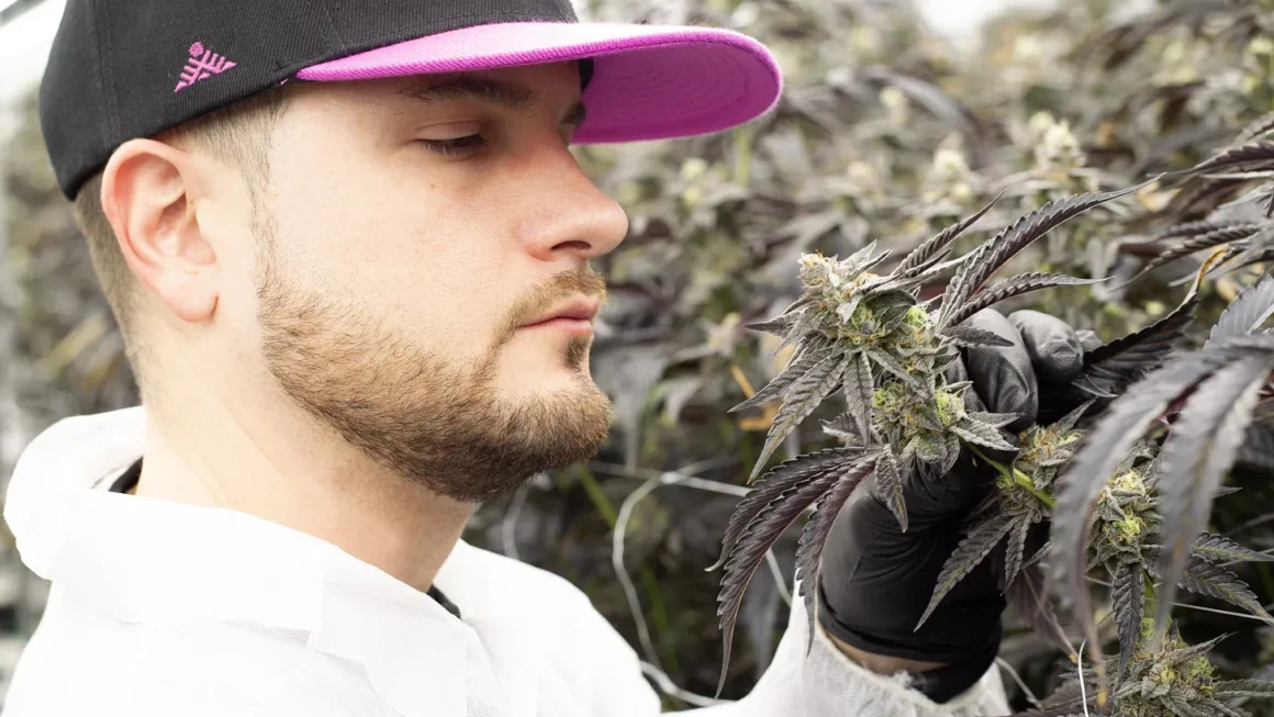 What Happens When a Weed Nerd Runs the Numbers