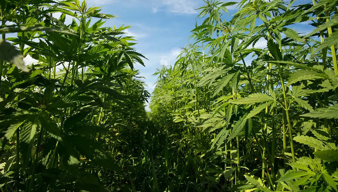 Amendment To Delay Hemp THC Ban Won't Get A Vote At Farm Bill Hearing, Key GOP Congressional Committee Chair Signals