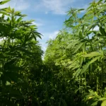 Amendment To Delay Hemp THC Ban Won't Get A Vote At Farm Bill Hearing, Key GOP Congressional Committee Chair Signals