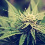 America Doesn’t Have A 'Marijuana Problem,' As NYT Claims—It Has a Cannabis Education Problem (Op-Ed)