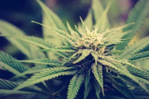 America Doesn’t Have A 'Marijuana Problem,' As NYT Claims—It Has a Cannabis Education Problem (Op-Ed)