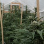 Cannabis not a "priority" for Trump DOJ, GOP congressman says (Newsletter: February 11, 2026)