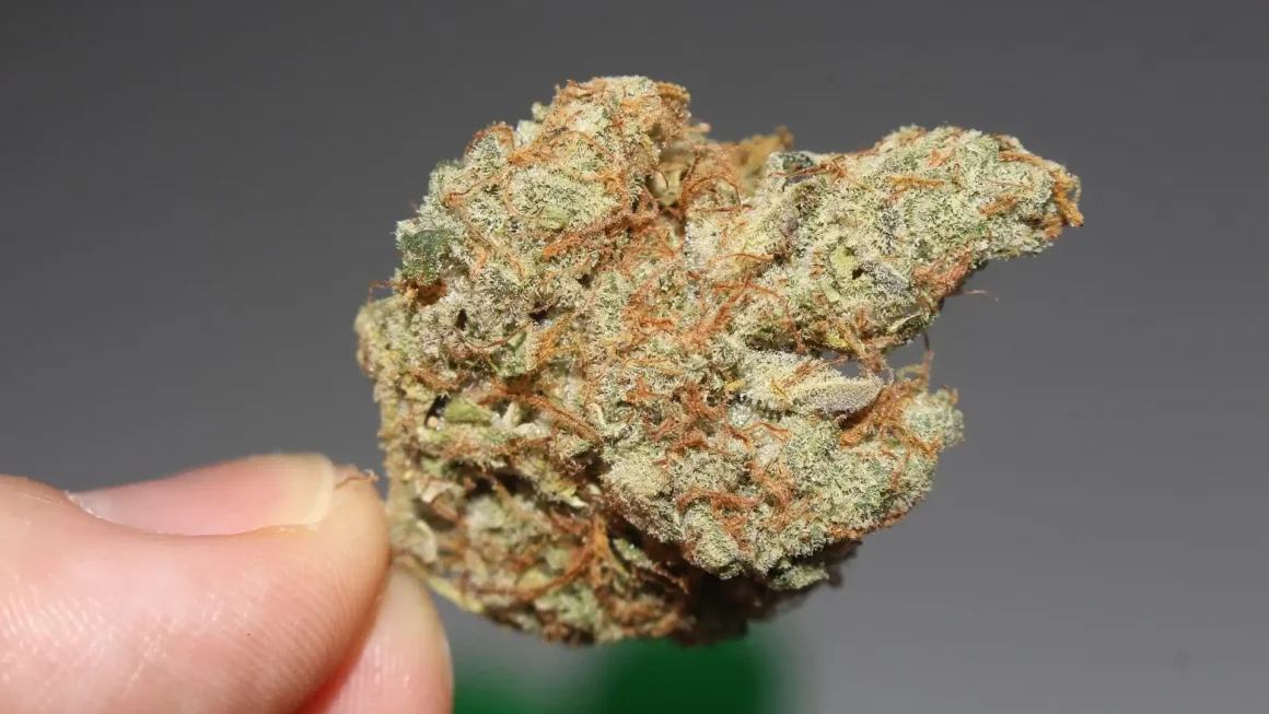 DOJ defends cannabis user gun ban, even if rescheduling happens (Newsletter: February 23, 2026)