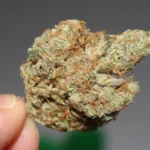 DOJ defends cannabis user gun ban, even if rescheduling happens (Newsletter: February 23, 2026)