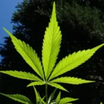 FDA misses cannabis deadline mandated by Congress (Newsletter: February 19, 2026)